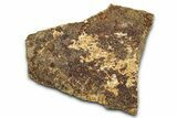 Dinosaur (Triceratops) Frill Shield Section - Montana #338954-1